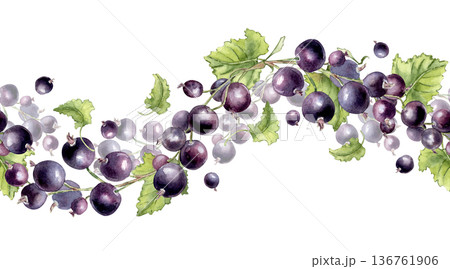 Black currant watercolor seamless border with berries and leaves isolated white. Botanical painting illustration for organic food packaging, cosmetic product, juice label. Berries repeat wavy print. 136761906