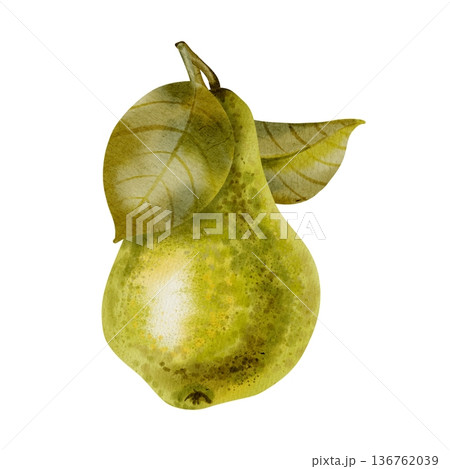 Watercolor illustration of a single ripe, speckled green pear. Ideal for food packaging, labels, recipe cards, market posters, textile, and kitchen decor 136762039