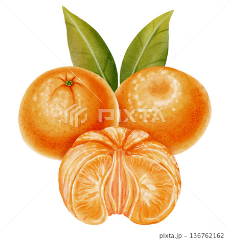 A composition of peeled and unpeeled mandarins. Watercolor illustration of a tangerine with green leaves. Citrus fruit. Ideal for New Year designs, packaging, menus, branding, and food product design A composition of peeled and unpeeled mandarins. Watercolor illustration of a tangerine with green leaves. Citrus fruit. Ideal for New Year designs, packaging, menus, branding, and food product design 136762162