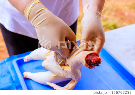 Butcher removes parts from chicken on blue tray outside preparing for cooking tasks. Butcher removes parts from chicken on blue tray outside preparing for cooking tasks. 136762255
