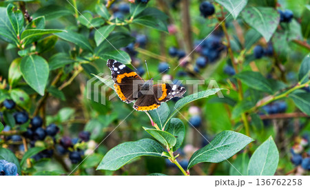 Red Admiral butterfly resting on blueberry leaves Red Admiral butterfly resting on blueberry leaves 136762258