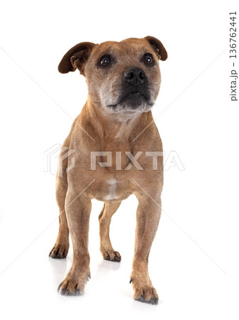 staffordshire bull terrier staffordshire bull terrier 136762441