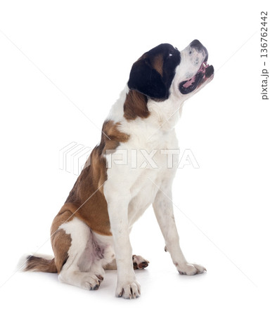 saint bernard in studio 136762442