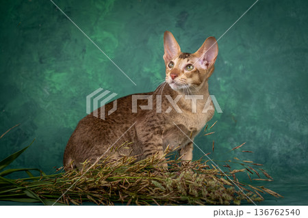A teenage cat of the Oriental breed. Spotted tabby kitten posing beautifully on green background in studio 136762540