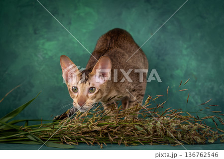 A teenage cat of the Oriental breed. Spotted tabby kitten posing beautifully on green background in studio 136762546