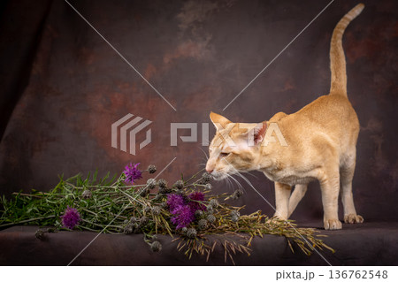 Studio shooting. An oriental cat smells flowers and grass. Studio shooting. An oriental cat smells flowers and grass. 136762548