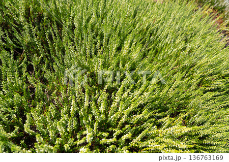 Flowering heather plant bg, white erica flowers or gardener heather pattern Flowering heather plant bg, white erica flowers or gardener heather pattern 136763169