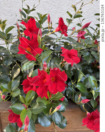 Mandevilla sanderi red flowers close up. Ornamental climbing garden plant Mandevilla sanderi red flowers close up. Ornamental climbing garden plant 136763184