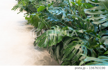 Monstera plant leaves background in business center. Modern indoor jungle interior design Monstera plant leaves background in business center. Modern indoor jungle interior design 136763190