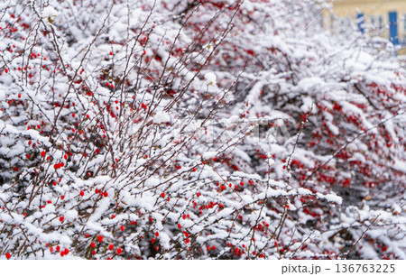 Barberry bushes covered with red berries in the snow. Beautiful winter postcard, winter garden 136763225