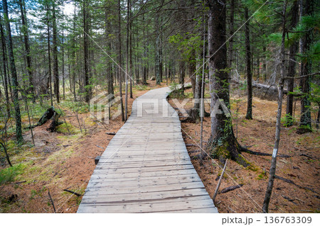 Wooden trail leading through forest to Blue Geyser Lake near Aktash Altai Russia. Nature path guiding visitors to volcanic lake 136763309