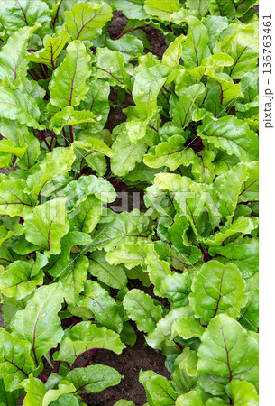 Beet plantation. Organic farming. Leaves of growing beets. 136763461