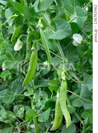 Bush of pea with pods and flowers on garden. Green sweet peas bloom. 136763462