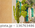 Tall green cactus stands next to white wall adorned with turquoise window frames, surrounded by lush plants and plastic chairs in bright outdoor area, Tunisia 136763486