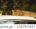 Homeless cat lies comfortably on roof of car, with lush green leaves providing natural backdrop in bright outdoor environment 136763487