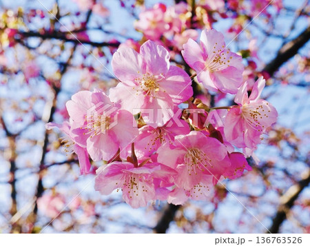 咲き始めた河津桜2026笠戸島 咲き始めた河津桜2026笠戸島 136763526