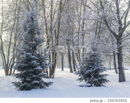 A winter scene with trees covered in hoarfrost under a clear blue sky. Season A winter scene with trees covered in hoarfrost under a clear blue sky. Season 136763950