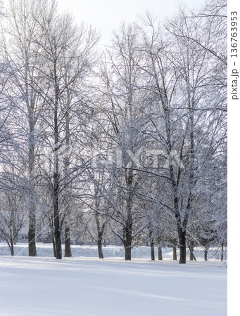 A winter scene with trees covered in hoarfrost under a clear blue sky. Season A winter scene with trees covered in hoarfrost under a clear blue sky. Season 136763953
