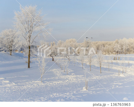 A winter scene with trees covered in hoarfrost under a clear blue sky. Season A winter scene with trees covered in hoarfrost under a clear blue sky. Season 136763963