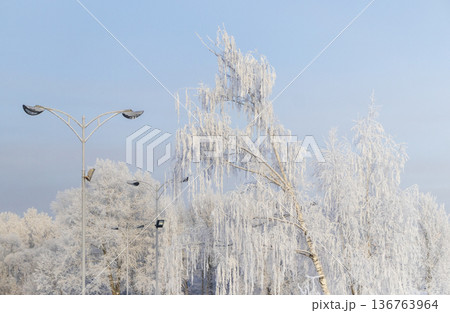 A winter scene with trees covered in hoarfrost under a clear blue sky. Season A winter scene with trees covered in hoarfrost under a clear blue sky. Season 136763964