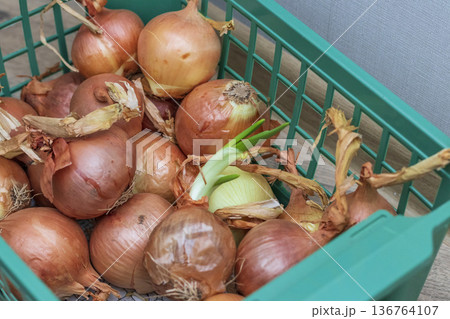 Brown onions in a plastic rack. Vegetables Brown onions in a plastic rack. Vegetables 136764107