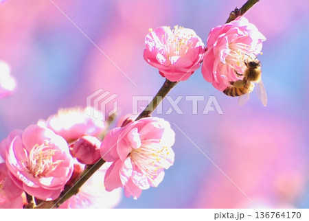 紅梅で蜜を集めるミツバチ 紅梅で蜜を集めるミツバチ 136764170