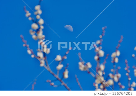 白梅と半月 136764205