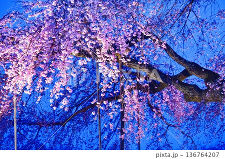 枝垂れ桜のライトアップ 136764207