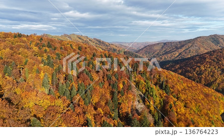 Aerial drone view of a colourful autumn forest in the mountains, featuring dense deciduous trees Aerial drone view of a colourful autumn forest in the mountains, featuring dense deciduous trees 136764223