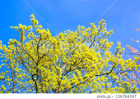 Handroanthus chrysanthus (araguaney or yellow ipe), also known as araguaney ( guayacan chonta quiru,tajibo , ipe-amarelo in Japanese garden Handroanthus chrysanthus (araguaney or yellow ipe), also known as araguaney ( guayacan chonta quiru,tajibo , ipe-amarelo in Japanese garden 136764387