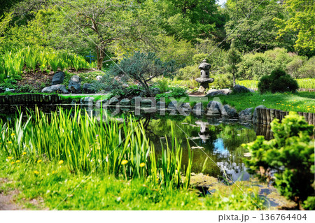 Japanese garden with blooming rhododendrons, a pond, Japanese garden with blooming rhododendrons, a pond, 136764404
