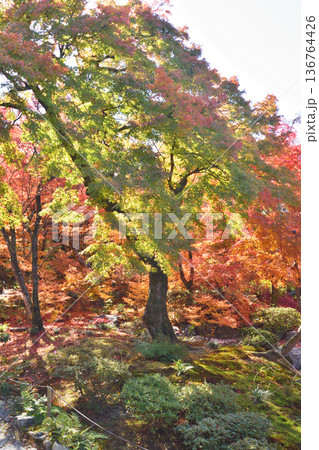 宝筐院の紅葉 宝筐院の紅葉 136764426