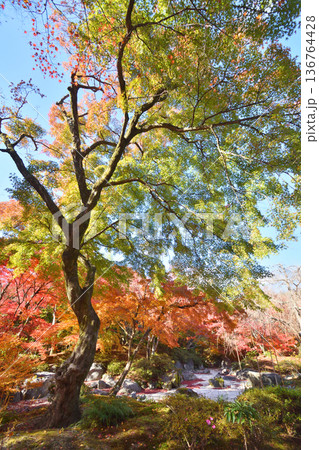 宝筐院の紅葉 136764428