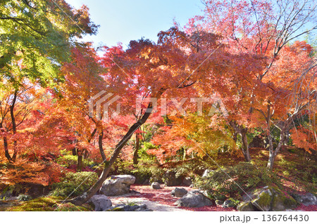 宝筐院の紅葉 宝筐院の紅葉 136764430
