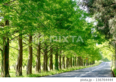 朝陽に輝くメタセコイヤの新緑 136764444