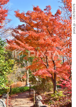 宝筐院の紅葉 宝筐院の紅葉 136764476