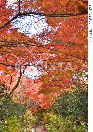 宝筐院の紅葉 宝筐院の紅葉 136764477