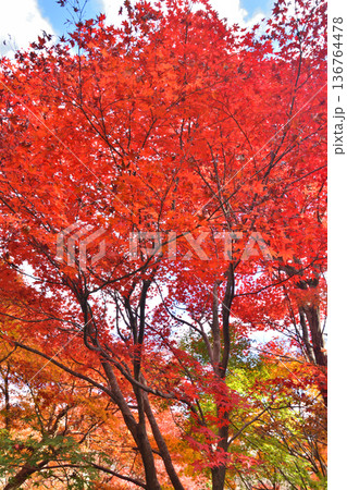 宝筐院の紅葉 宝筐院の紅葉 136764478