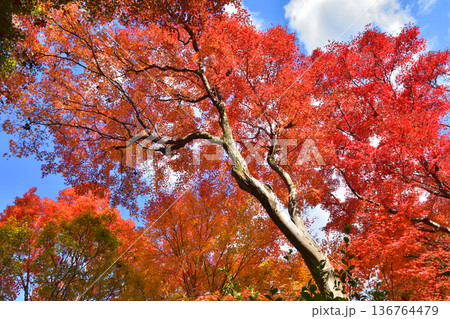 宝筐院の紅葉 宝筐院の紅葉 136764479