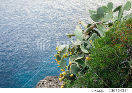 Big opuntia cactus with yellow fruits growing on the hill over the sea on Mallorca island in Spain Big opuntia cactus with yellow fruits growing on the hill over the sea on Mallorca island in Spain 136764524