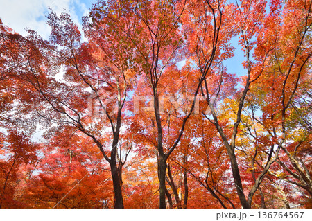 宝筐院の紅葉 宝筐院の紅葉 136764567
