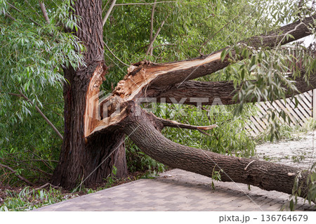 Broken tree in the city park after a violent storm. The concept of destruction of nature. 136764679