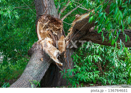 Broken tree in the city park after a violent storm. The concept of destruction of nature. Broken tree in the city park after a violent storm. The concept of destruction of nature. 136764681