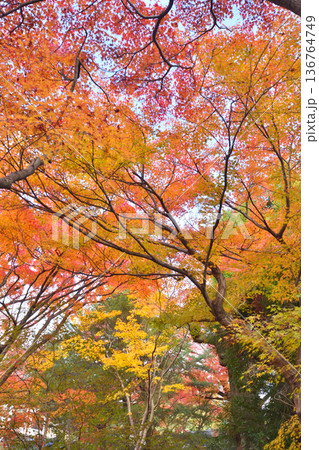 宝筐院の紅葉 136764749