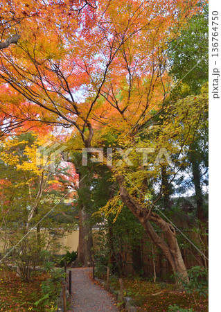 宝筐院の紅葉 宝筐院の紅葉 136764750