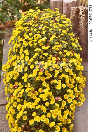 宝筐院の菊 宝筐院の菊 136764751