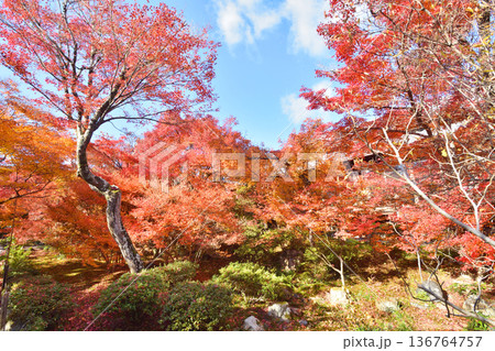 宝筐院の紅葉 宝筐院の紅葉 136764757