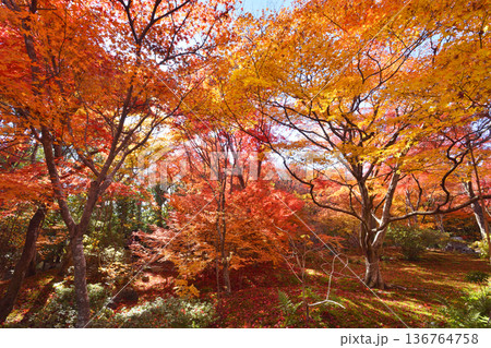 宝筐院の紅葉 宝筐院の紅葉 136764758