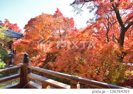 宝筐院の紅葉 宝筐院の紅葉 136764765