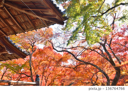 宝筐院の紅葉 宝筐院の紅葉 136764766